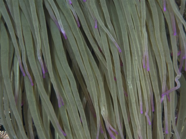 Close-up of anemone with long green tentacles and purple tips, wax rose (Anemonia sulcata), dive