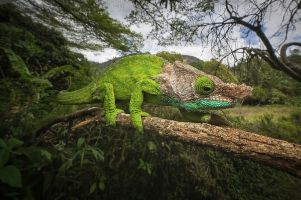 Oshaugnessi chameleon male (Calumma OPshaughnessyi) in the rainforests of Ranomafana National Park
