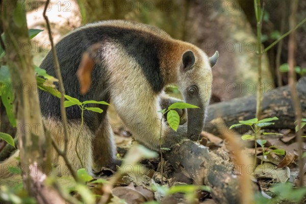 Northern tamandua (Tamandua mexicana), anteater foraging on the forest floor, in the rainforest,