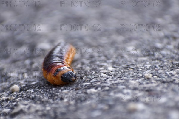 Caterpillar of the willow borer (Cossus cossus) on tarred road, seen in Berchtesgaden National