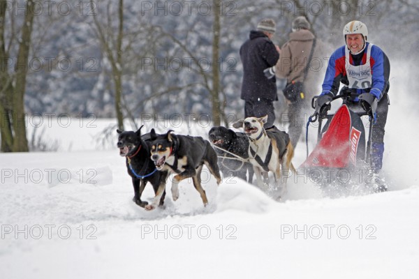 Sled dog race, Winterberg, Sauerland, North Rhine-Westphalia, Germany, snowy landscape, sled dogs,