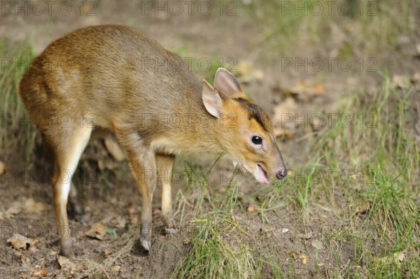 A muntjac standing on a forest floor, surrounded by grass and autumn leaves, Chinese muntjac