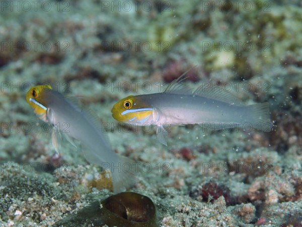 Two yellow-grey fish, golden-fronted sleeper goby (Valenciennea strigata), hovering above the sandy