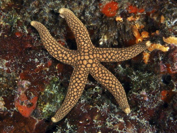 Starfish with dot pattern, New Caledonia starfish, yellow reticulated starfish (Nardoa