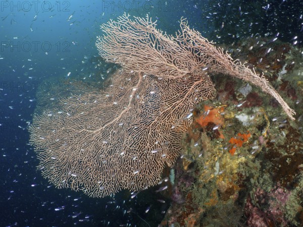 Giant fan coral (Annella mollis) surrounded by a school of fish in the turquoise sea, dive site