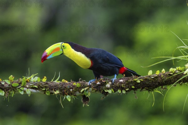 Fishing Toucan (Ramphastos sulfurantus), Toucans (Ramphastidae), Laguna del Lagarto Lodge,
