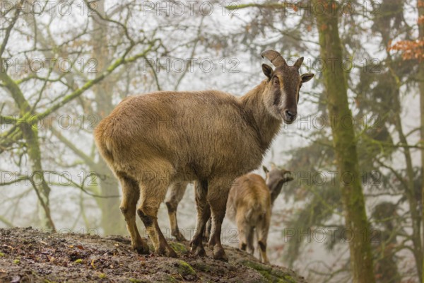 Two female Himalayan Tahr (Hemitragus jemlahicus) stand in the forest on a foggy day