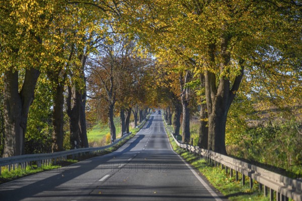 Autumnal lime tree avenue (Tilia) and chestnut avenue (Castanea) on a federal road B 104,