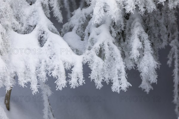 The crystals of hoarfrost look like lace on the snow-covered fir branches, winter landscape on the