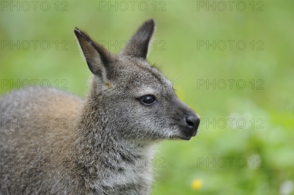 Close-up of a kangaroo in front of a green, blurred background, looking to the side, red-necked