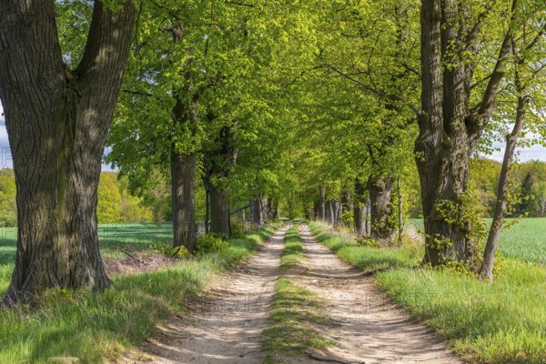 Path through the 200-year-old avenue of lime trees, mainly winter lime trees (Tilia cordata),