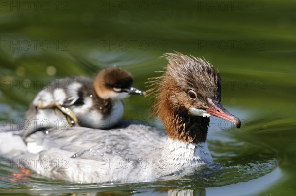 Chicks on their mother's back on calm water, Goosander (Mergus merganser), Bavaria