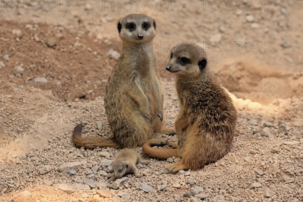 Tiger nut (Suricata suricatta), adult, two adults, juvenile, newborn, baby, at the burrow, social