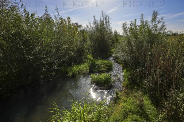 Recklinghausen, North Rhine-Westphalia, Germany, Renaturalised Hellbach, renaturalised watercourse,