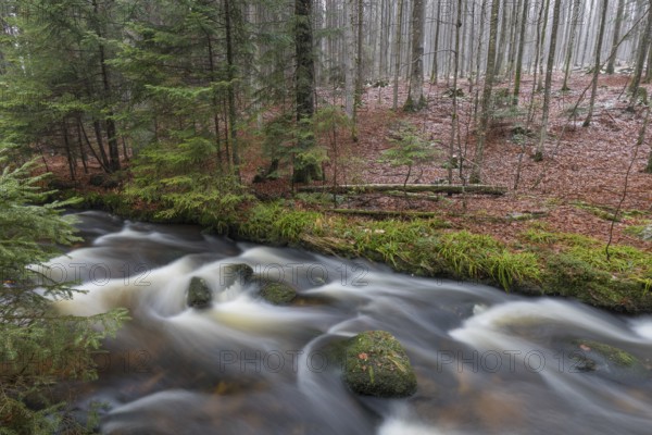 Kleine Ohe creek below Waldhaeuser village in the Bavarian Forest Nationalpark. Flowing water and