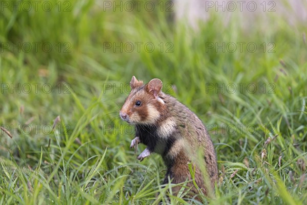 One European hamster (Cricetus cricetus), Eurasian hamster, black-bellied hamster or common