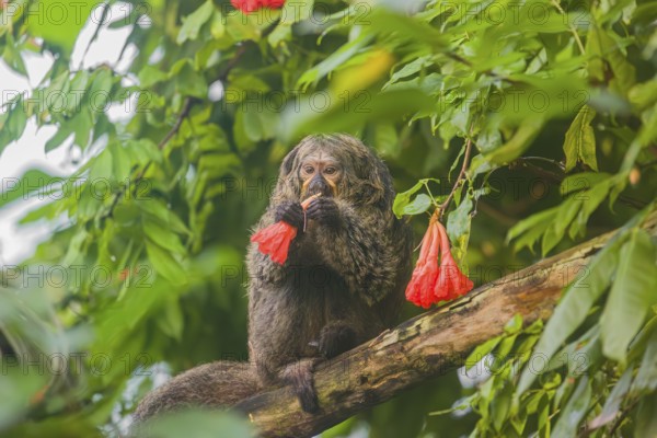 A female white-faced saki (Pithecia pithecia) sits in a Rose of Venezuela (Brownea grandiceps)