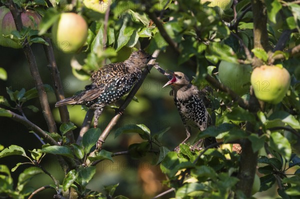 Common Starling, (Sturnus vulgaris), two juvenile birds perched on an apple tree branch, squabbling