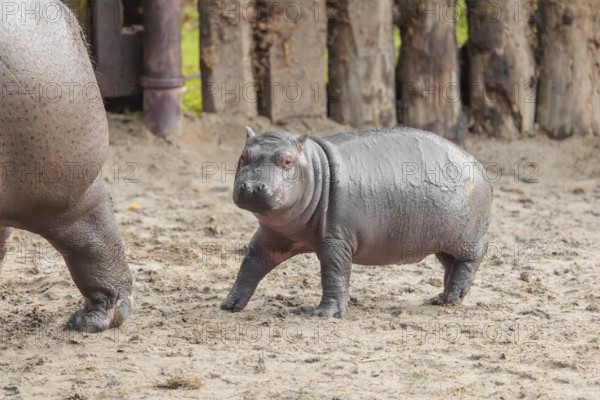 A baby hippopotamus (Hippopotamus amphibius) and its mother standing on a sandy riverbank
