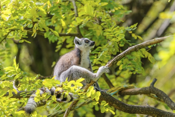 A ring-tailed lemur (Lemur catta) sits high up in a tree on a branch between fresh green leaves