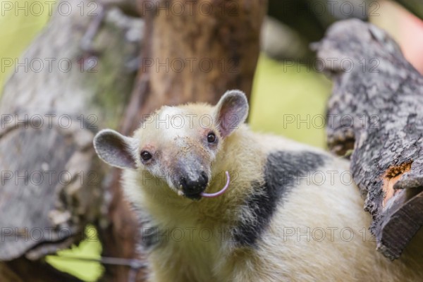 One southern tamandua (Tamandua tetradactyla), climbs up a tree in a forest