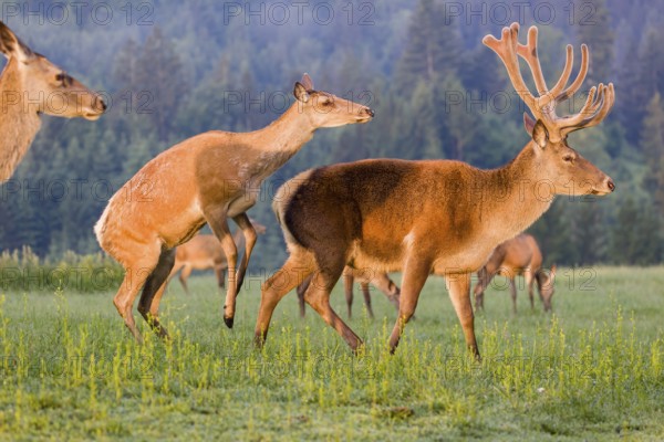 An Altai maral hind, Altai wapiti or Altai elk (Cervus canadensis sibiricus) rides up on a stag and