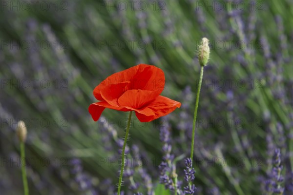 Corn poppy in a lavender field, Provence, France, Europe