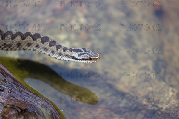 One Vipera berus, the common European adder or common European viper, creeps over a rootstock and