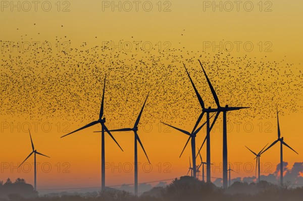 European starling murmuration, large flock of common starlings (Sturnus vulgaris) flying past wind