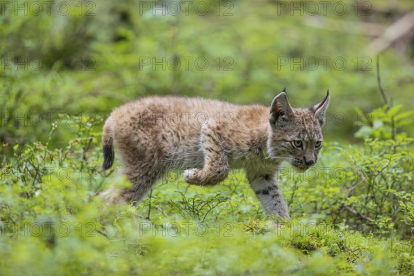 One young (10 weeks old) male Eurasian lynx, (Lynx lynx), walking through the wet undergrowth of a