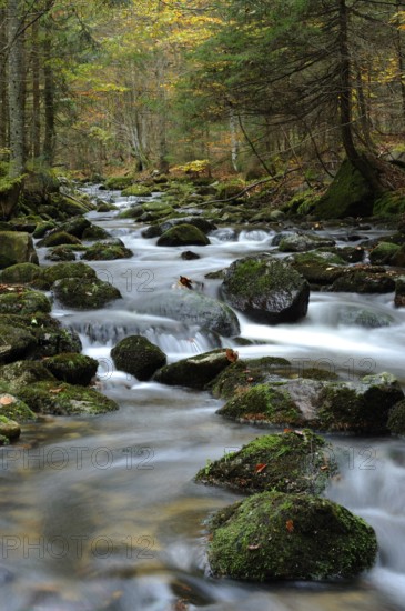 A picturesque stream flows through a forest with autumn leaves on the stones, Kleine Ohe, Bavarian