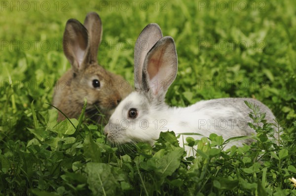 Two hares in the grass, one with conspicuous ears, domestic rabbit (Oryctolagus cuniculus forma