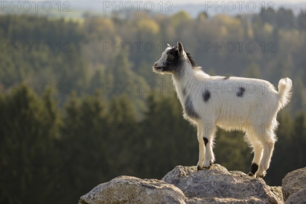 A young Pygmy goat, Capra hircus, stands on a rock. A forest is in the distant background