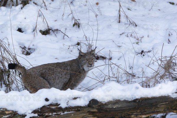One Eurasian lynx, Lynx lynx, peeing in snow covered forest on hilly ground