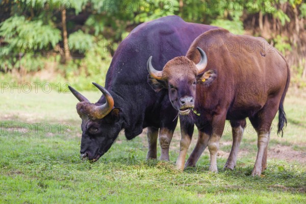 A male and a female Gaur (Bos gaurus gaurus) stand side by side on a green meadow, eating grass
