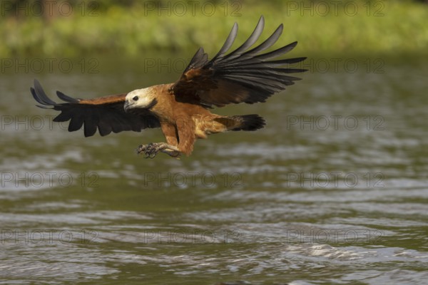 Fish hawk (Busarellus nigricollis), approaching prey, Pantanal, Brazil, South America