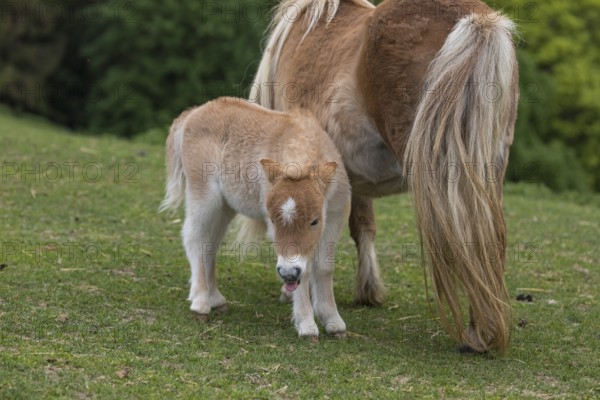 Falabella mare and foal, The Falabella (Equus ferus caballus) is the smallest horse at all
