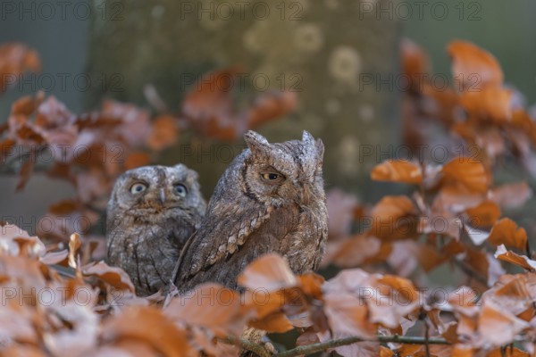 Two Eurasian scops owls (Otus scops)sitting on a twig of a beech tree, embedded in brown leafs