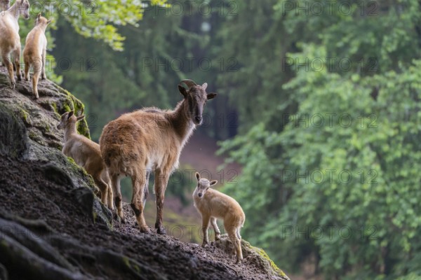 A female Himalayan tahr (Hemitragus jemlahicus) stands on a rock with a group of young. In the