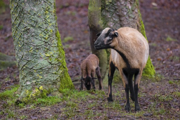 A female Cameroon or Cameroon Dwarf sheep, Ovis gmelini aries, and its lamb stand on a forest edge