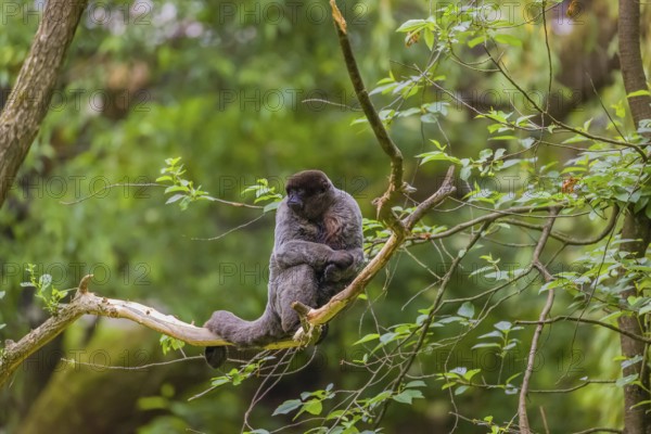 A common woolly monkey, brown woolly monkey, or Humboldt's woolly monkey (Lagothrix lagothricha)