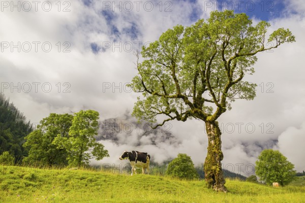A cow stands under a Sycamore maple tree, Acer pseudoplatanus, in summertime. Mountains in the
