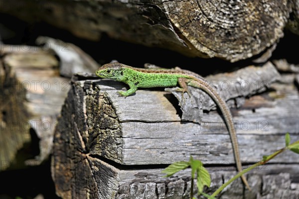 Sand lizard (Lacerta agilis), male in mating plumage, on woodpile, Switzerland, Europe
