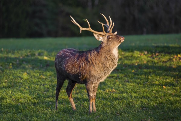 One Dybowski stag (Cervus nippon hortulorum) stands on a green meadow at sunrise and shows flehmen
