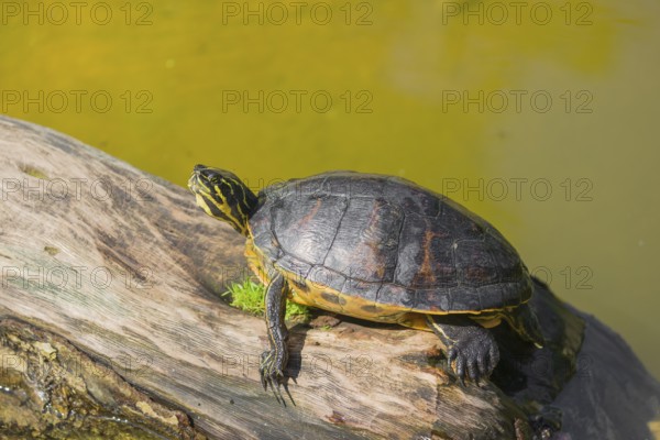 A yellow-bellied slider (Trachemys scripta) rests on a rotting log lying in the water of a pond