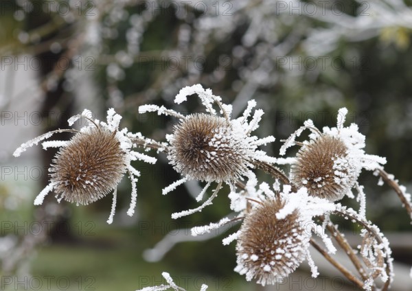 Wild teasel (Dipsacus fullonum), dried inflorescences with hoarfrost, North Rhine-Westphalia,