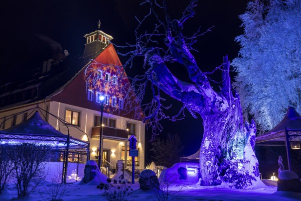 Illuminated Bühlhaus at night, in front of it the old Bühl beech (Fagus), Eibenstock in winter,