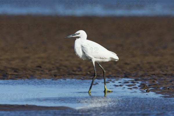 Little Egret (Egretta garzetta), adult bird walking across mudflats at low tide, North Sea, Holy