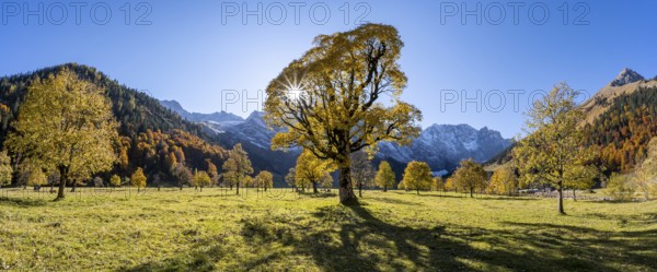Sycamore maple with autumnal yellow foliage and Solaster endeca, large maple base in autumn, rocky