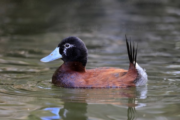 Band-tailed Duck, Lake Duck (Oxyura vittata), male, swimming, water, South America
